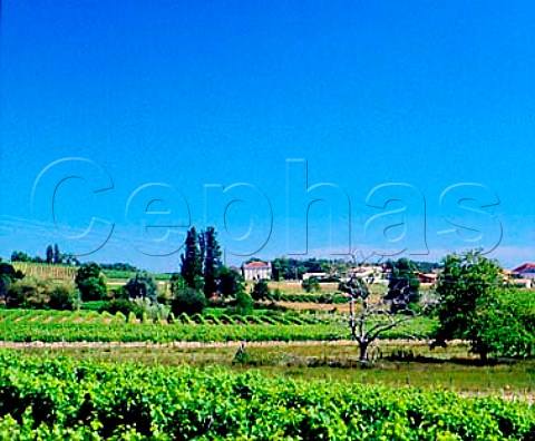 Vineyards near Minzac Dordogne France  Bergerac