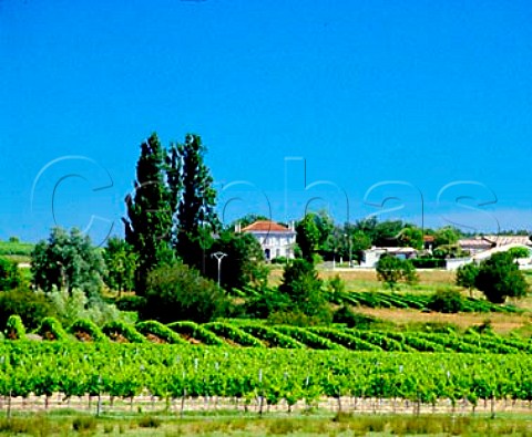 Vineyards near Minzac Dordogne France  Bergerac