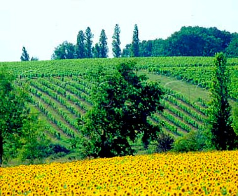 Sunflowers and vineyards Vlines Dordogne France   HautMontravel