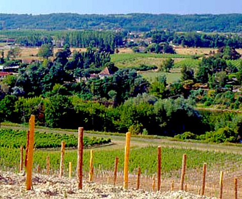 Newly laidout vineyard near Eynesse overlooking the   Dordogne river with vineyards of Les Laurents   beyond Gironde France    SteFoyBordeaux  Montravel  Bergerac