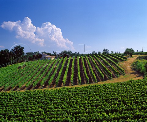 Vineyards and farm near PessacsurDordogne  Gironde France   SteFoyBordeaux
