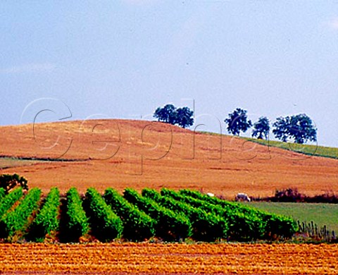 Small vineyard amongst harvested fields   StJeandeDuras LotetGaronne France   Ctes de Duras