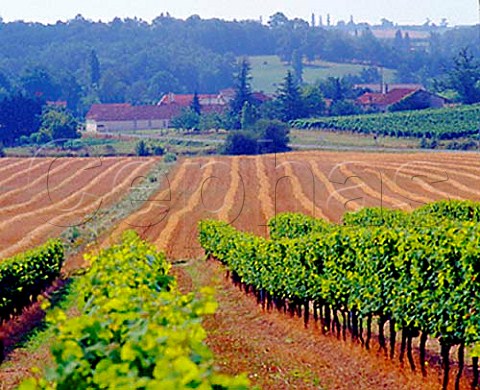 Vineyard and harvested field near StJeandeDuras   LotetGaronne France Ctes de Duras