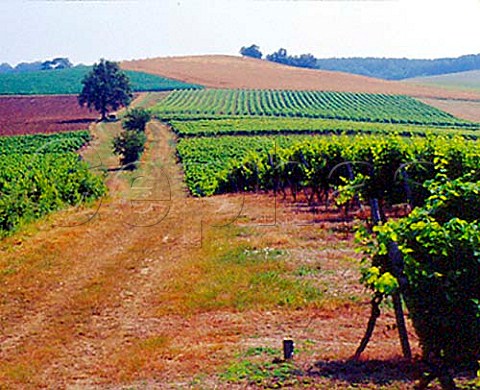 Vineyards near StJeandeDuras LotetGaronne   France  Ctes de Duras