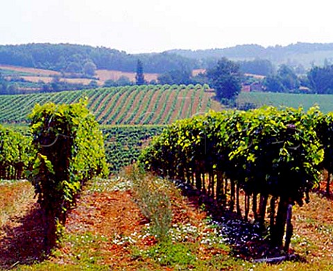 Vineyards near StJeandeDuras LotetGaronne   France  Ctes de Duras