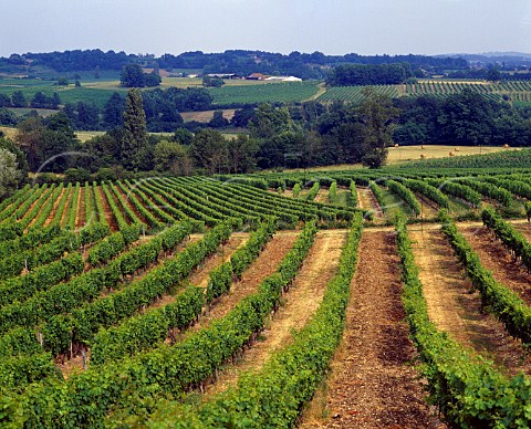 Vineyards near Pomport Dordogne France    Monbazillac  Bergerac