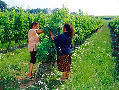 Tying back vines in vineyard of Chteau de Barbe   Villeneuve Gironde France  Ctes de Bourg