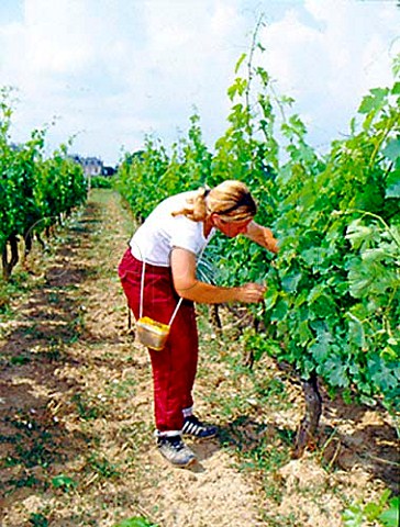 Tying back vines in vineyard of Chteau Tayac   StSeurindeBourg Gironde France    Ctes de Bourg