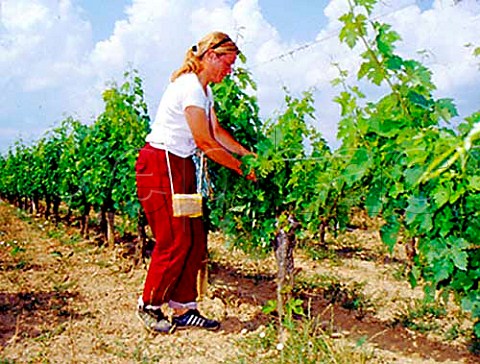 Tying back vines in vineyard of Chteau Tayac   StSeurindeBourg Gironde France    Ctes de Bourg