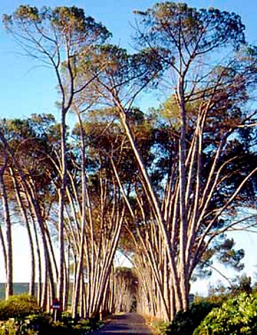 The famous pine avenue of Neethlingshof Estate   Stellenbosch South Africa