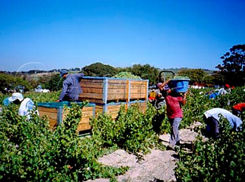 Harvesting Sauvignon Blanc grapes for   Buitenverwachting near Stellenbosch   South Africa