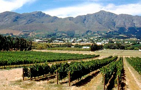 Cabernet Sauvignon vines of   Mont Rochelle Mountain Vineyards    Franschhoek South Africa   Paarl