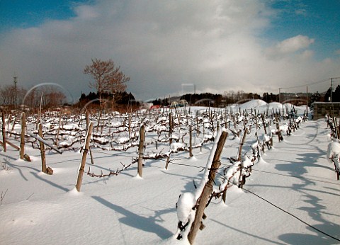 Snow covered vineyard near Aomori Aomori   Prefecture Northern Japan