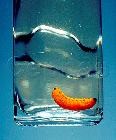 Agave Worm in glass of Tequila  