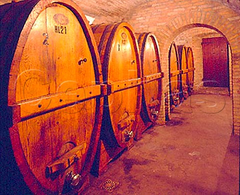 Botti in the cellars of Fratelli Adanti Montefalco   Umbria Italy