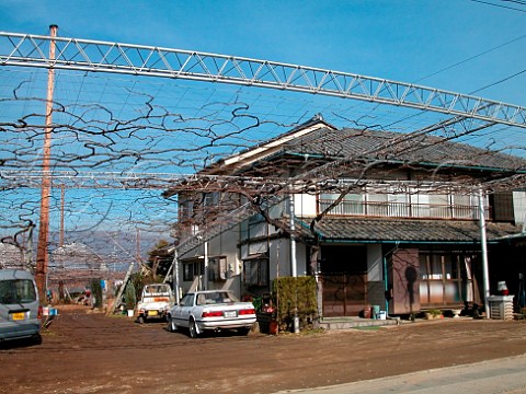 Pergola trained vines outside a private house in   Kofu Yamanashi Japan