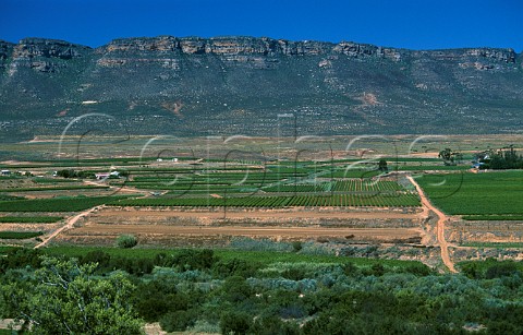 Vineyards in the Olifants River Valley South Africa  Olifantsrivier
