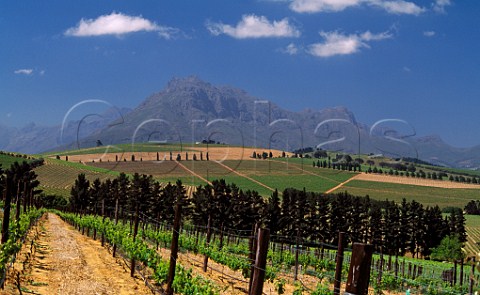 Vineyards in the Devon Valley   Stellenbosch South Africa