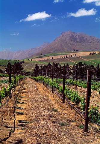 Vineyard in the Devon Valley   Stellenbosch South Africa