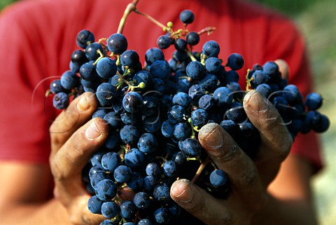 Hands holding bunches of harvested   Merlot grapes   La Spinetta   Castagnole Lanze Piemonte Italy  Asti