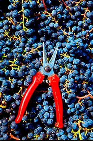 Harvested Merlot grapes with secateurs    La Spinetta Castagnole Lanze Piemonte   Italy                Asti