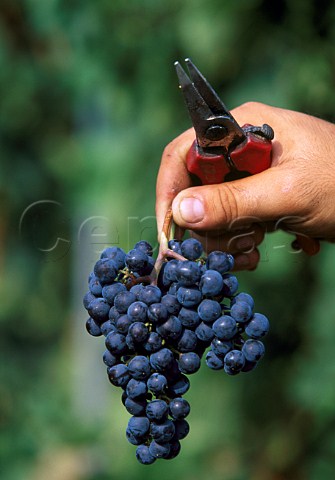 Hand holding bunch of Merlot grapes and   secateurs    La Spinetta   Castagnole Lanze Piemonte Italy         Asti