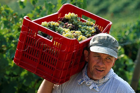 Harvesting Moscato grapes in vineyard of   La Spinetta Castagnole Lanze Piemonte   Italy       Asti