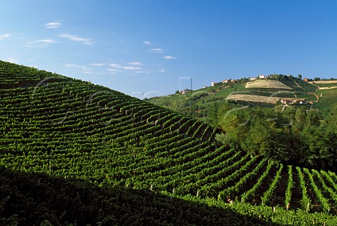 Moscato vineyard of La Spinetta   Castagnole Lanze Piemonte Italy         Asti