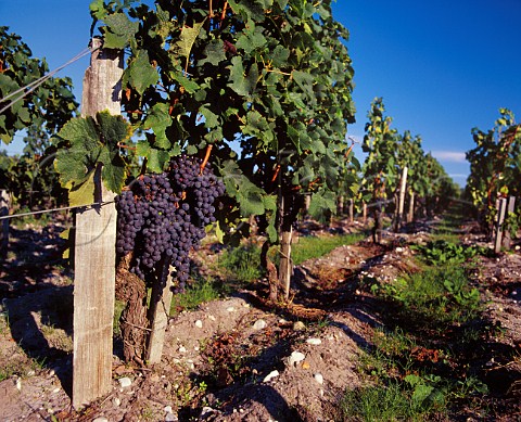Ripe Merlot grapes in vineyard of Chteau PichonLonguevilleBaron Pauillac Gironde France   Mdoc  Bordeaux
