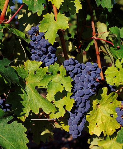 Ripe Cabernet Sauvignon grapes in vineyard of Chteau PichonLonguevilleBaron   Pauillac Gironde France   Mdoc  Bordeaux