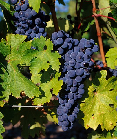 Ripe Cabernet Sauvignon grapes in vineyard of   Chteau PichonLonguevilleBaron   Pauillac Gironde France   Mdoc  Bordeaux