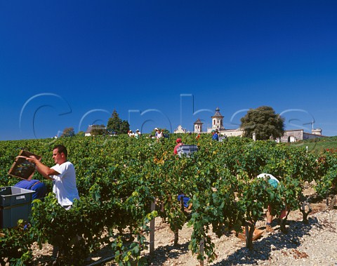 Harvesting Merlot grapes in vineyard at Chteau Cos dEstournel StEstphe Gironde France   Mdoc  Bordeaux
