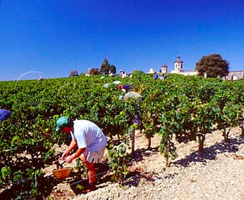Harvesting Merlot grapes in vineyard at Chteau   Cos dEstournel StEstphe Gironde France   Mdoc  Bordeaux