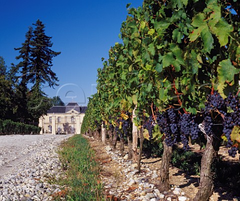 Ripe Merlot grapes in vineyard at   Chteau LynchMoussas Pauillac Gironde France   Mdoc  Bordeaux