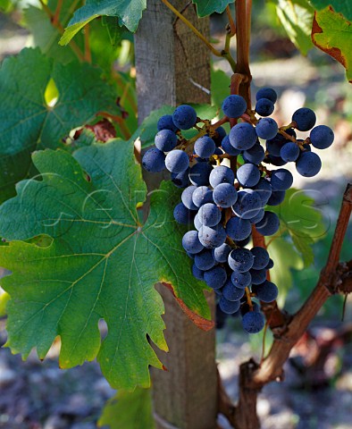 Petit Verdot grapes in vineyard of   Chteau PichonLonguevilleBaron Pauillac   Gironde France   Mdoc  Bordeaux