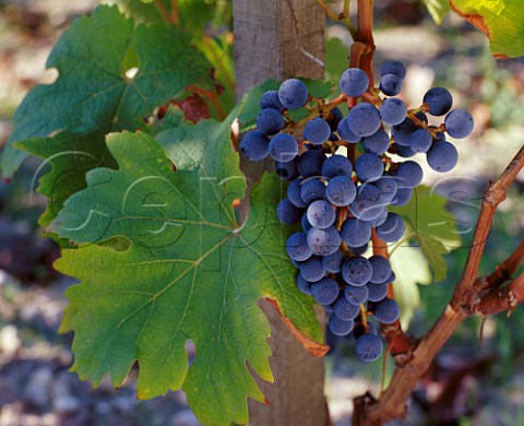 Petit Verdot grapes in vineyard of Chteau PichonLonguevilleBaron Pauillac Gironde France   Mdoc  Bordeaux
