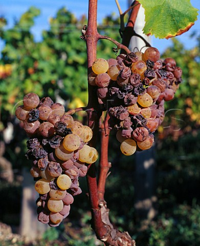 Semillon grapes affected with botrytis noble rot    in vineyard of Chteau Suduiraut Sauternes   Gironde France    Sauternes  Bordeaux