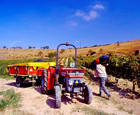 Harvesting grapes in vineyard of Felix Larreina   Lapuebla de Labarca Alava Spain   Rioja Alavesa