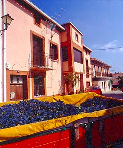 Grapes arriving at the bodega of Felix Larreina   Lapuebla de Labarca Alava Spain   Rioja Alavesa