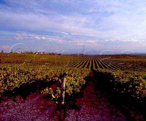 Expanse of vineyards at Navaridas near Laguardia   Alava Spain     Rioja Alavesa