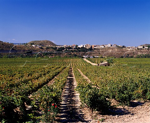 Vineyard of Contino Laserna Alava Spain   Rioja Alavesa