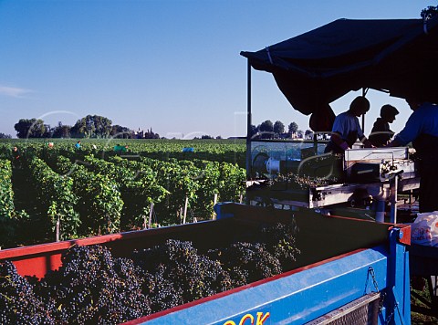 Workers under a sun canopy checking grapes for quality on the sorting table in vineyard of Chteau PichonLonguevilleBaron   Pauillac Gironde France    Mdoc  Bordeaux