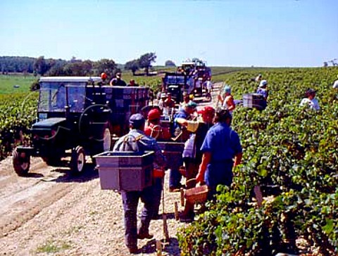 Harvesting grapes in vineyard of   Cos dEstournel StEstphe Gironde France   Mdoc  Bordeaux