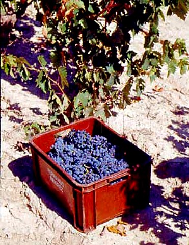 Harvesting in vineyard of Fernando Remrez de   Ganuza The best grapes are put into small crates   and the remainder are kept separate and used for a   lesser wine     Samaniego Alava Spain   Rioja Alavesa