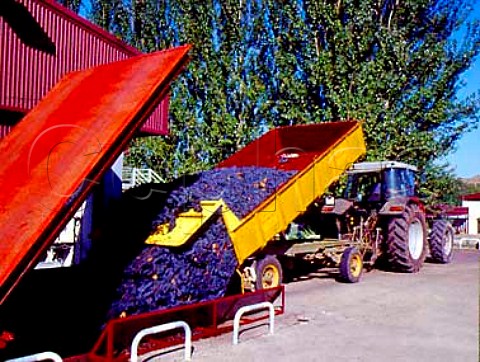 Trailer of harvested grapes being emptied into the   receiving hopper at Martnez Bujanda Oyon   near Logroo Spain     Rioja