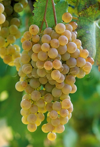 Сорт винограда сукрибе фото и описание