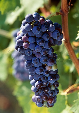 Sagrantino grapes Umbria Italy