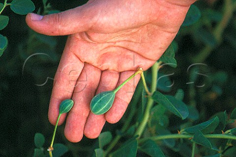 Hand holding two growing caper berries   Aguilas Spain