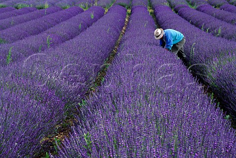 Harvesting lavender by hand at Norfolk   Lavender  Caley Mill Heacham    Norfolk England