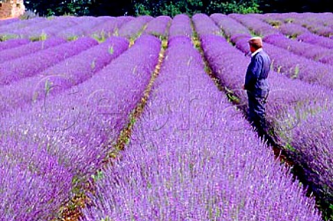 Lavender field at Norfolk Lavender   Norfolk England